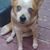 Brittney Gaye White's profile image