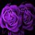 Evelyn Rae-Workcuff's profile image