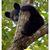 David N Allison Thompson's profile image