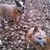 Carrie Martin Holcomb's profile image