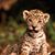 Divlja Zver-Jaguar's profile image