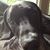 Hevońeń Greatdane's profile image