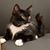 Melody Stevens's profile image