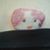 Teri Villas's profile image