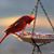 Pamela Hutcheson's profile image