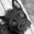 Lynn Brown's profile image