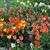 Dianne Gordner French's profile image