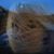 Irene Gevrey's profile image