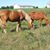 Kim Gold Dauwalter's profile image