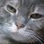 Nancy Morgrage Hamel's profile image