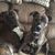 Susan Lindemoen's profile image