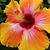 Lacee Hudec's profile image
