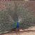 Deby Krueger Wallace's profile image