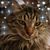 Kelly Mooney Scotkovsky's profile image
