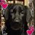 Ron Spears's profile image