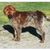 Cindy Williams's profile image