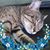 Lm Bourque's profile image