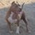 Jocko Johnson's profile image