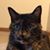 Renee Sinjakovic's profile image