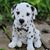 Dona Salsera's profile image