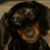 Debbie Nicholson's profile image