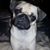 Janet Shively Maguire's profile image
