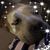 Matt Bentley's profile image