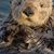 Darcy DaCosta's profile image