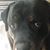 Sylvia Radermacher Maxson's profile image