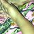 Tanya MsBhaven Stevenson's profile image
