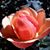 Jennifer Vauter's profile image