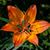 Jess Wooding's profile image