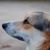 Bella Amalfi's profile image