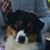Susan Harris's profile image
