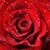 Lovey Ibarra Lee's profile image