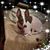 Dawn Goedde Loduha's profile image