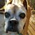 Elise Van Dyke Allen's profile image
