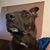 David De La Rosa's profile image
