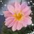 Annette Marie Montpetit's profile image