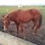 Deanna Boynton's profile image