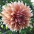 Valerie Rose's profile image
