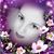 Amanda M. Cerdeira's profile image