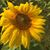 Peggy Maile's profile image