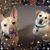 Deborah Aelvoet Kosub's profile image
