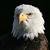 Michael Cirminello's profile image