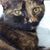 Lulu Wags's profile image