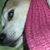 Lori Geier's profile image