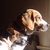 Bob Dutter's profile image