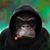 Joe Gross's profile image
