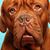 Frank Corsi's profile image
